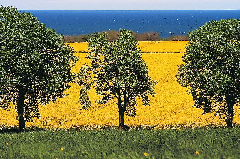 zur Übersicht Jasmund 2