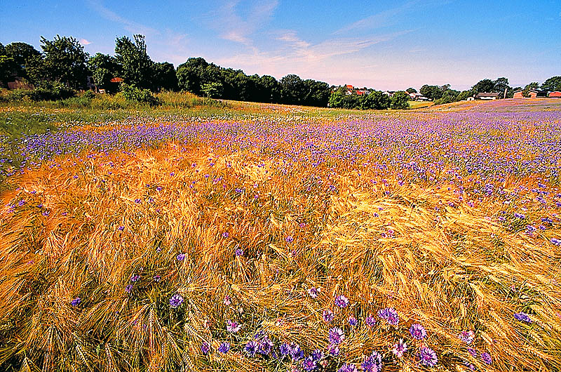zur Übersicht Jasmund 2