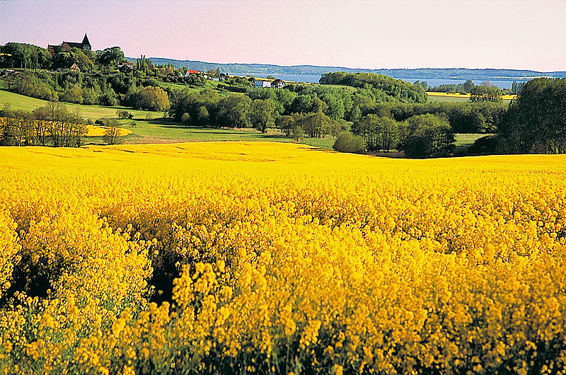 zur Übersicht Jasmund 2