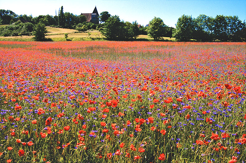 zur Übersicht Jasmund 2