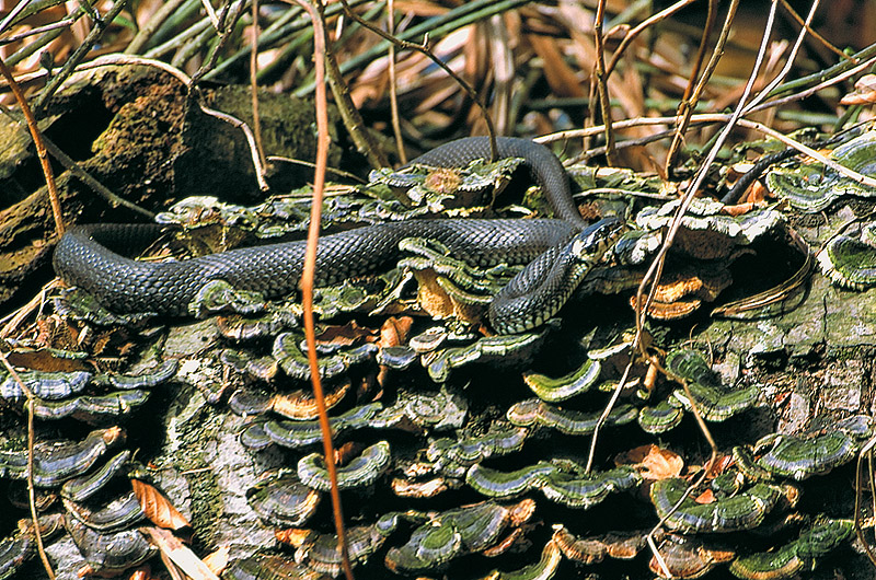 zur Übersicht Jasmund 4