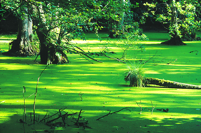 zur Übersicht Jasmund 4