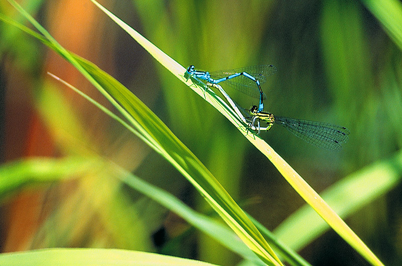 zur Übersicht Jasmund 4