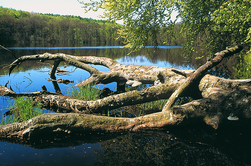 zur Übersicht Jasmund 4