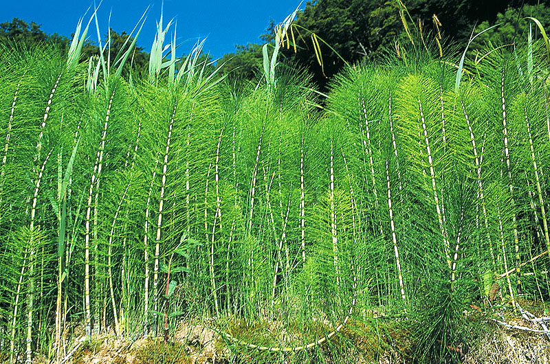 zur Übersicht Jasmund 4