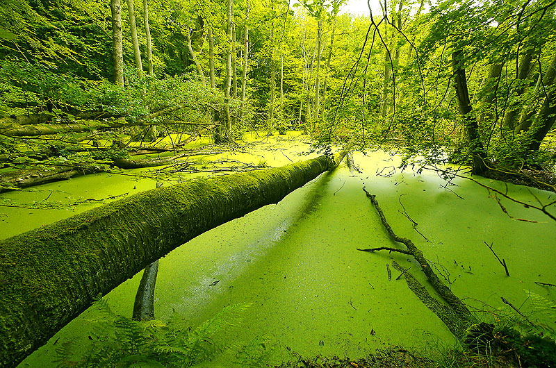 zur Übersicht Jasmund 5