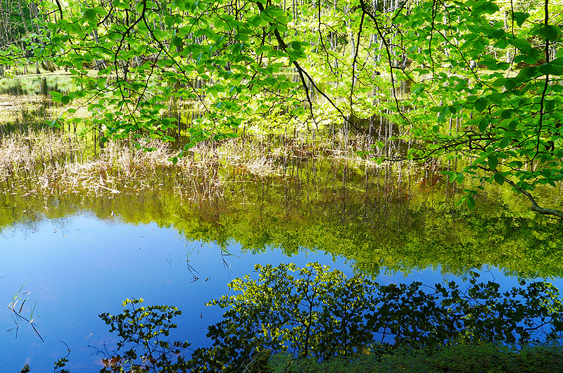 zur Übersicht Jasmund 5