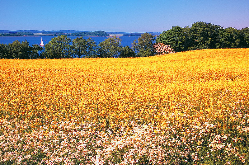zur Übersicht Mönchgut 6