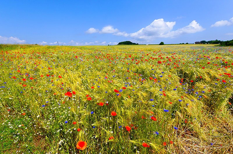 zur Übersicht Mönchgut 7