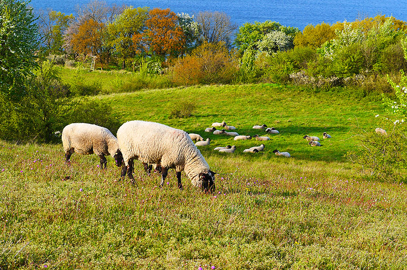 zur Übersicht Mönchgut 8