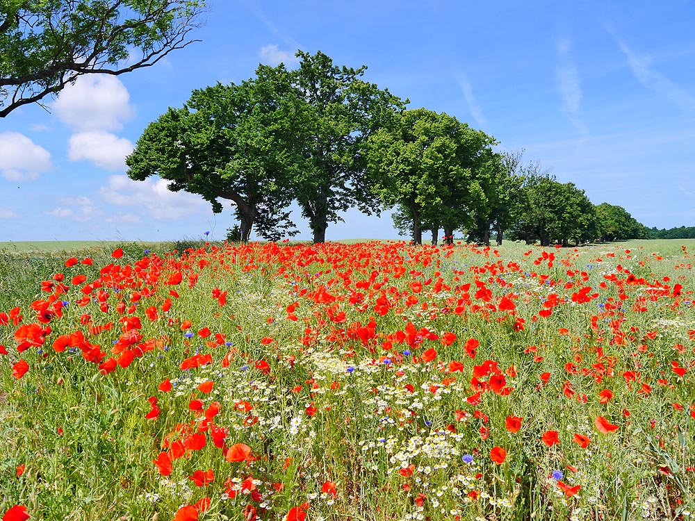 zur Übersicht Mönchgut 13