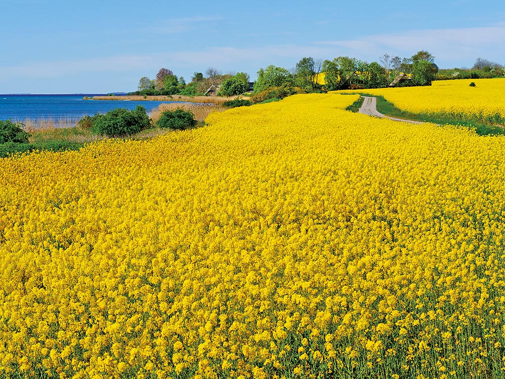zur Übersicht Mönchgut 13