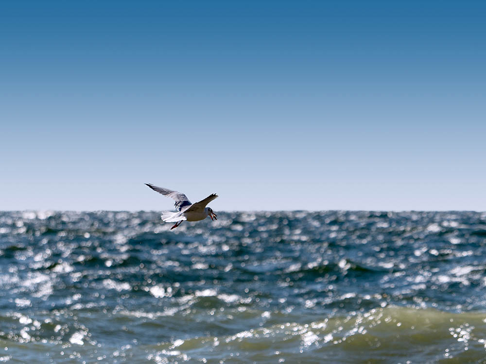 zur Übersicht Möwen 1