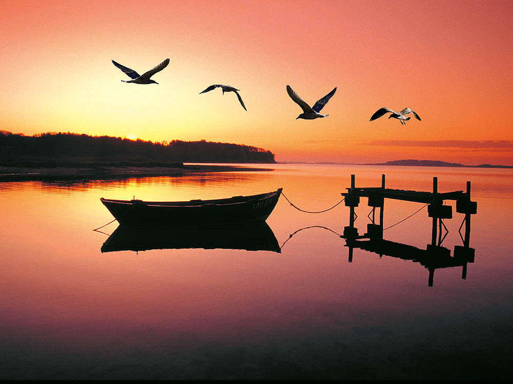 zur Übersicht Möwen 1