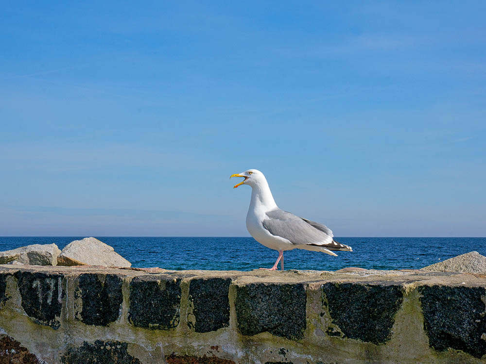 zur Übersicht Möwen 1
