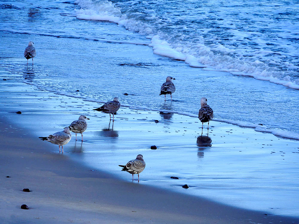 zur Übersicht Möwen 1