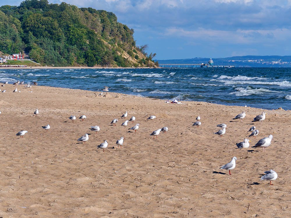 zur Übersicht Möwen 1