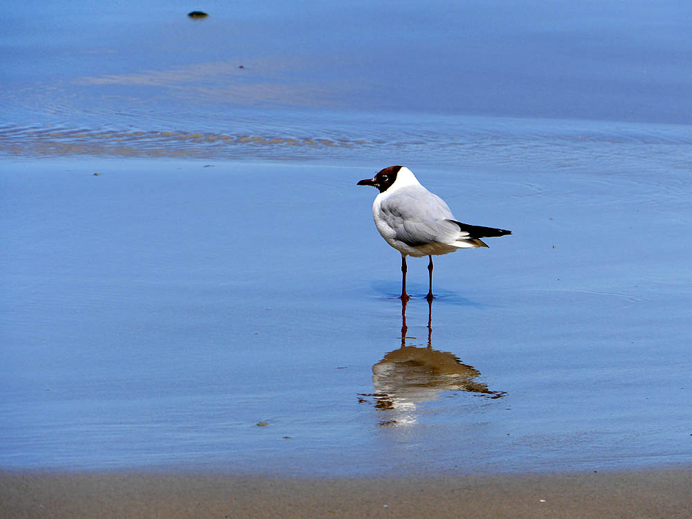 zur Übersicht Möwen 1