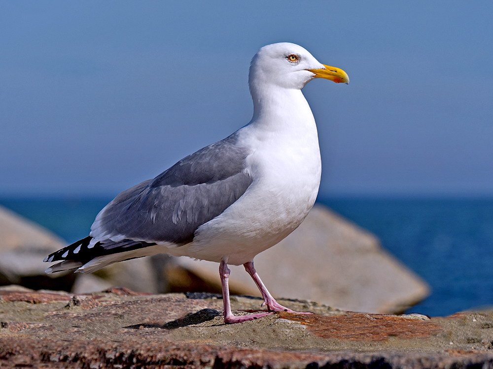 zur Übersicht Möwen 2