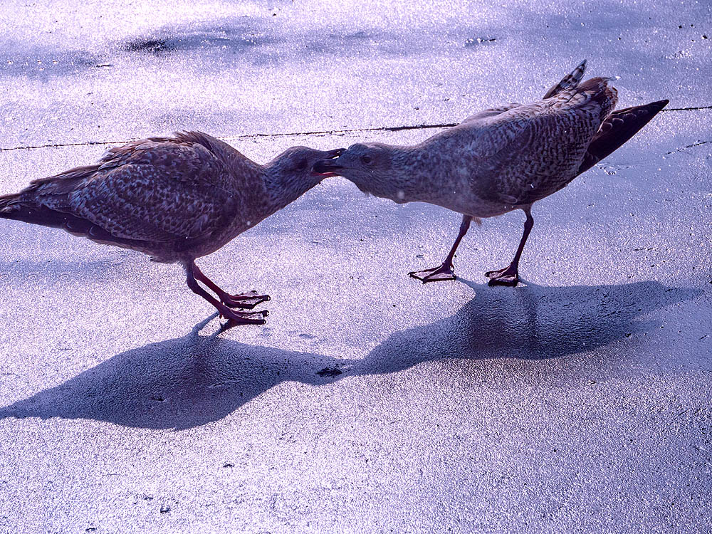 zur Übersicht Möwen 2