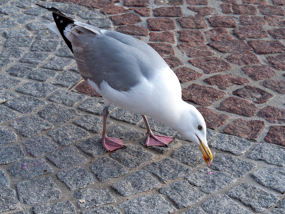zur Übersicht Möwen 2