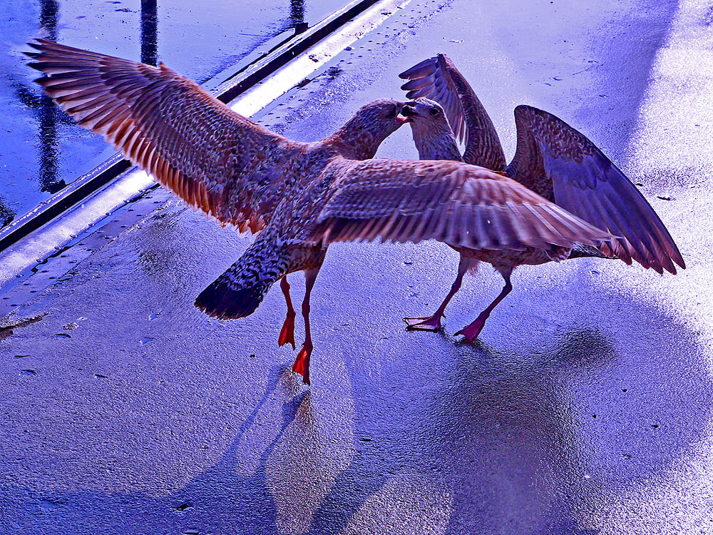 zur Übersicht Möwen 2