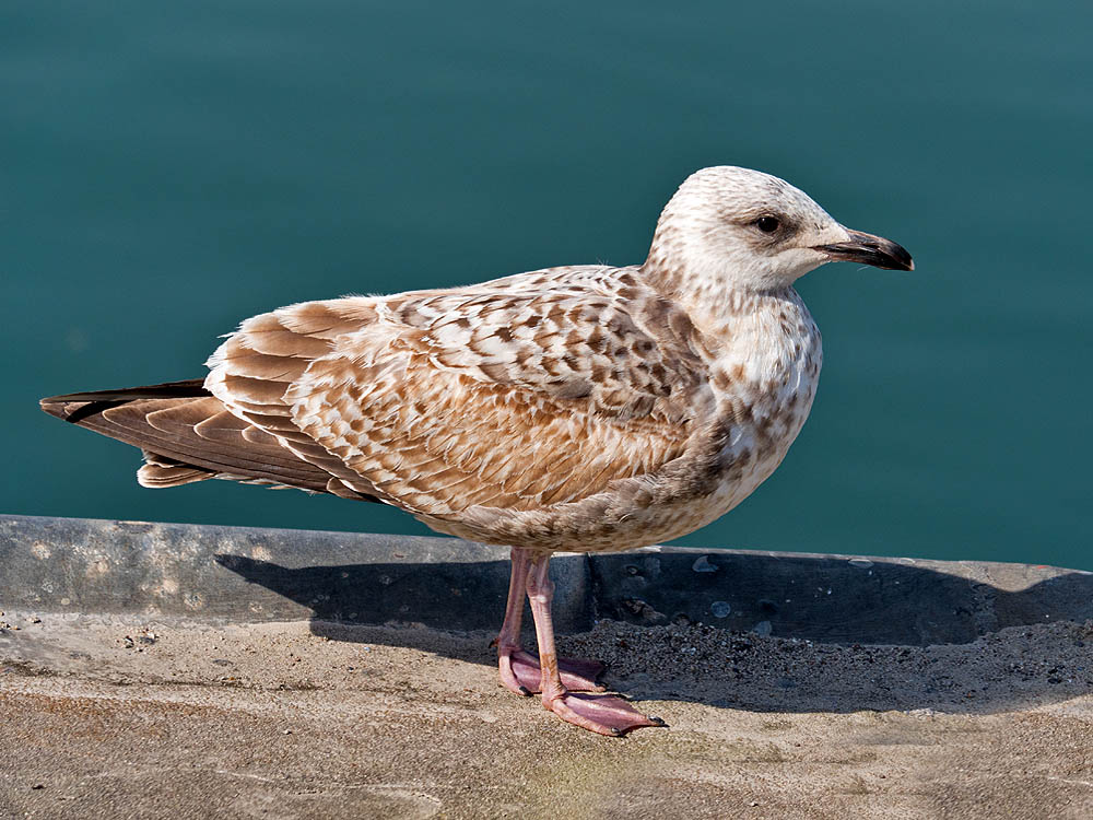 zur Übersicht Möwen 2
