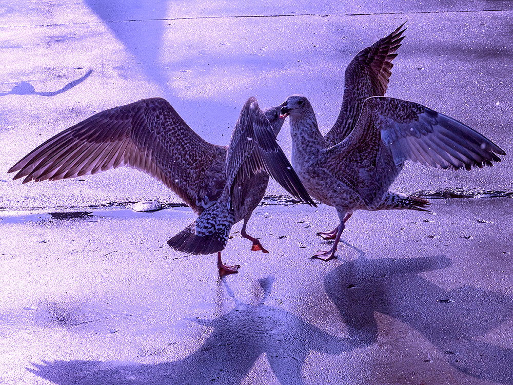 zur Übersicht Möwen 2