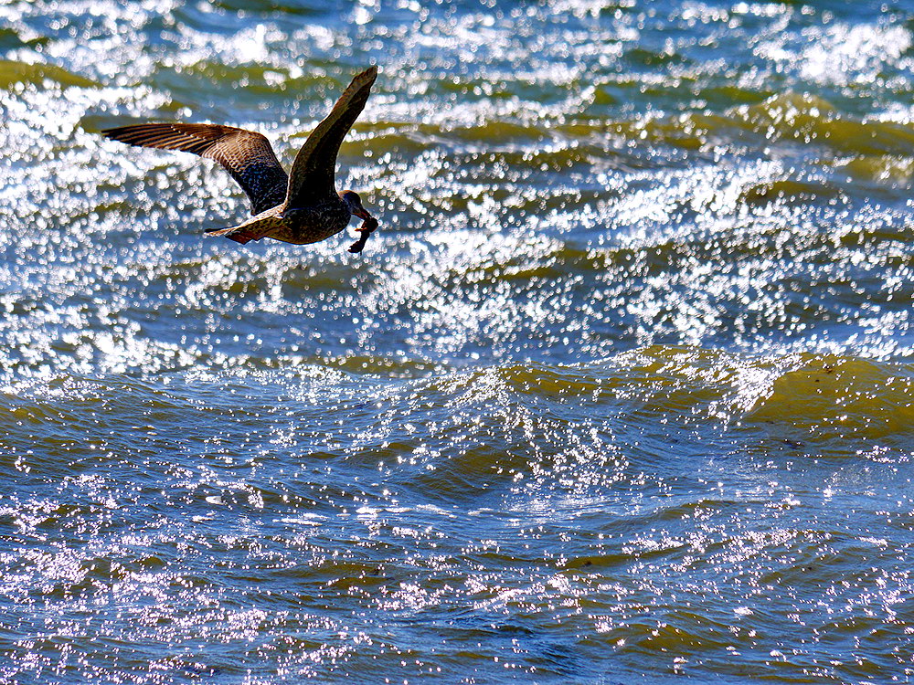 zur Übersicht Möwen 3
