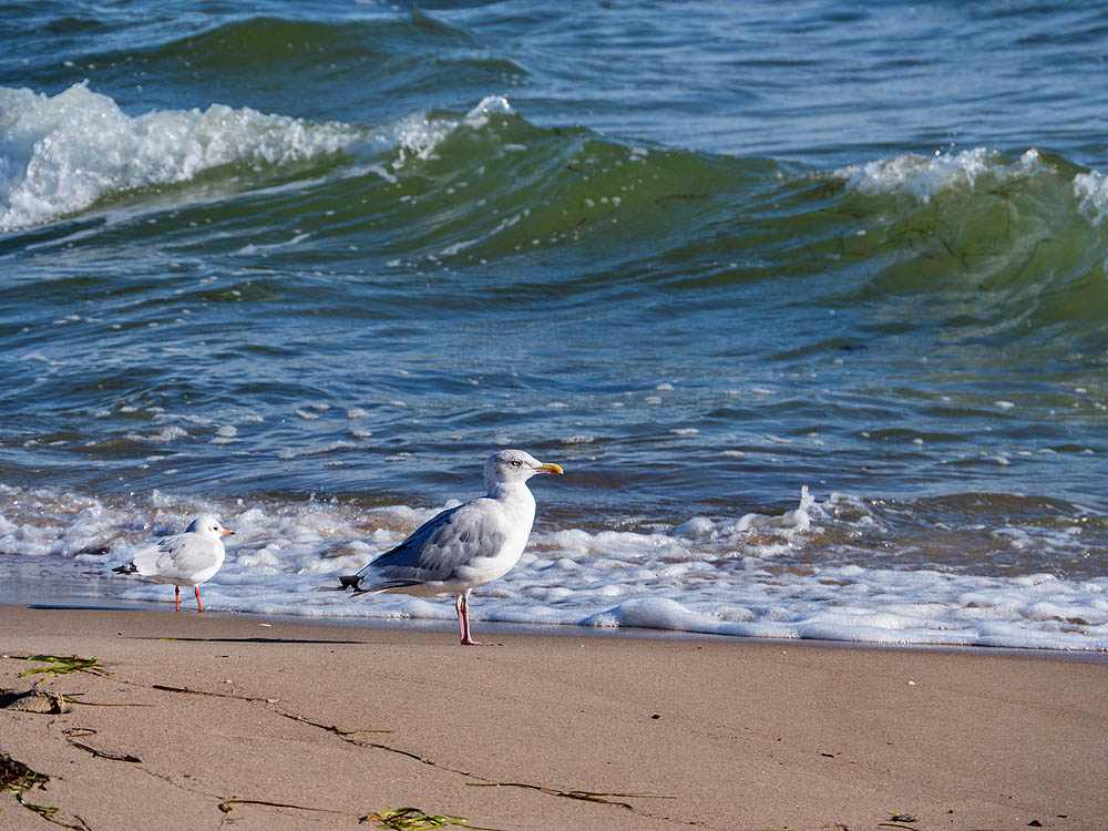 zur Übersicht Möwen 3