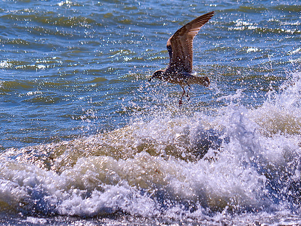 zur Übersicht Möwen 3