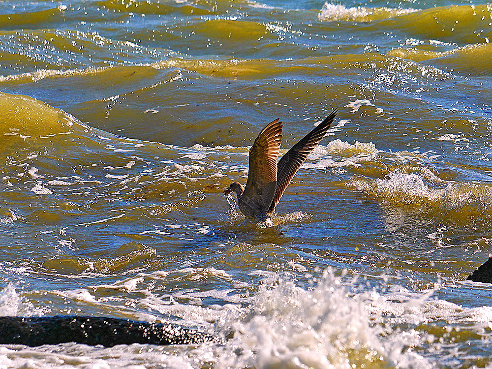 zur Übersicht Möwen 3