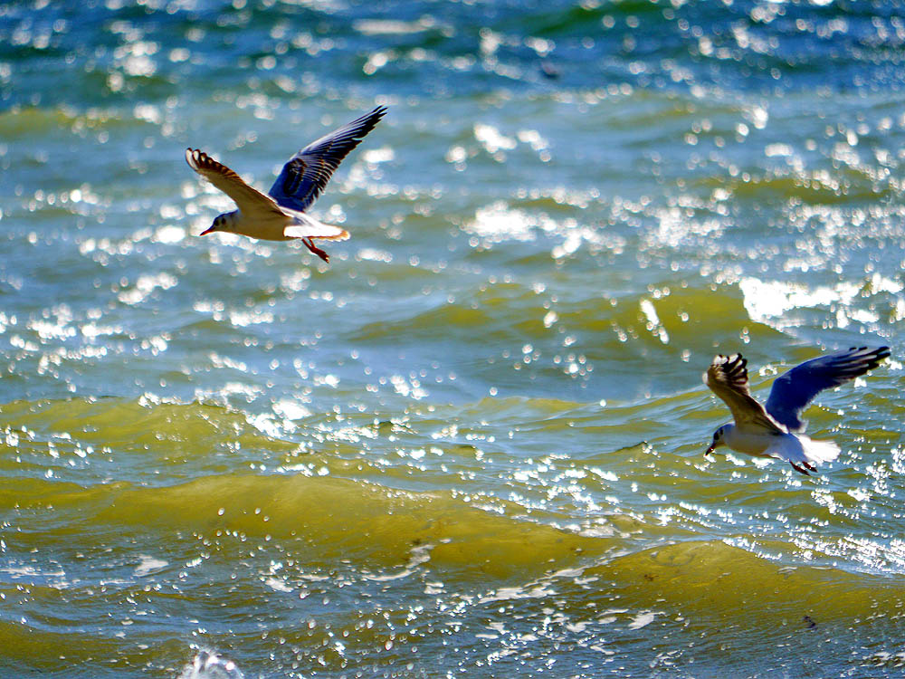 zur Übersicht Möwen 3