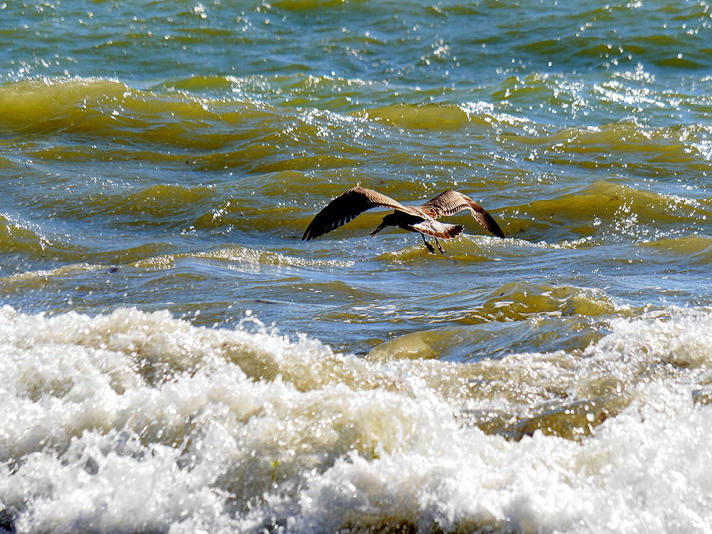 zur Übersicht Möwen 3