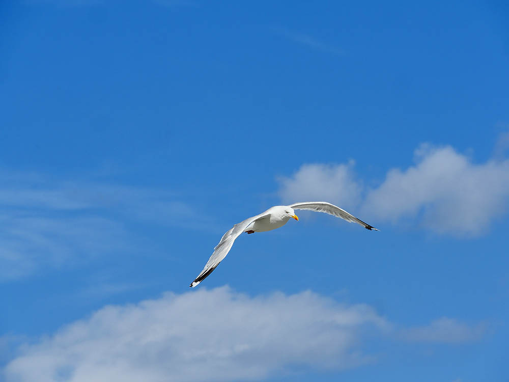 zur Übersicht Möwen 4