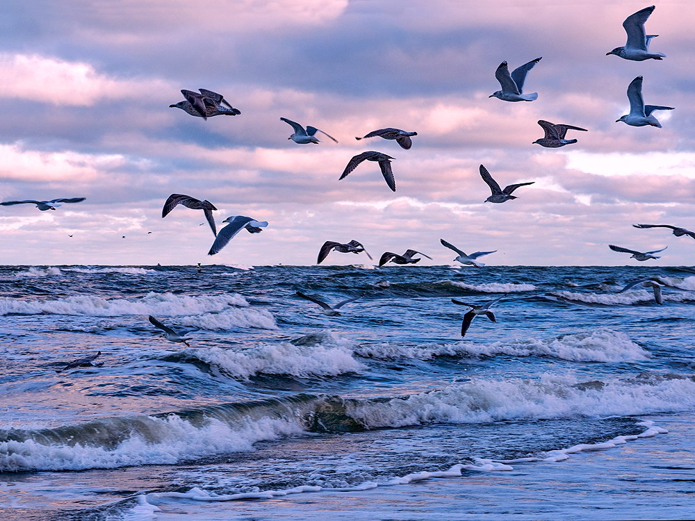 zur Übersicht Möwen 4