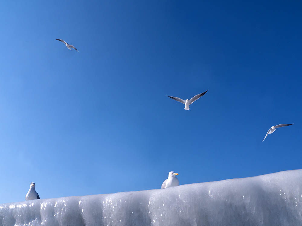 zur Übersicht Möwen 4