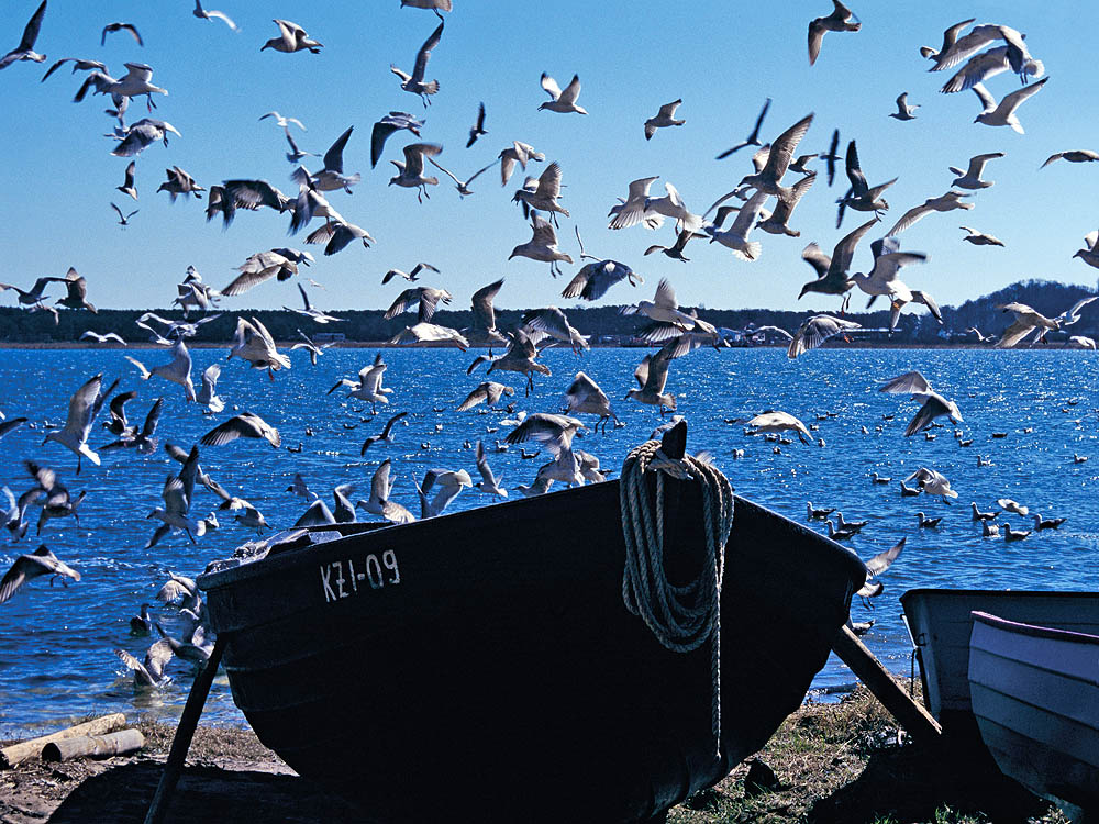 zur Übersicht Möwen 4