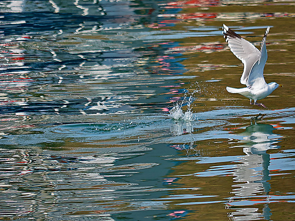zur Übersicht Möwen 4