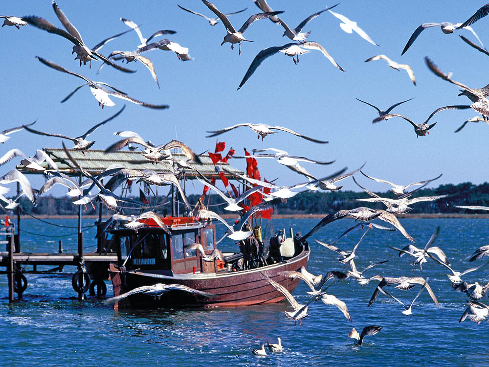 zur Übersicht Möwen 4