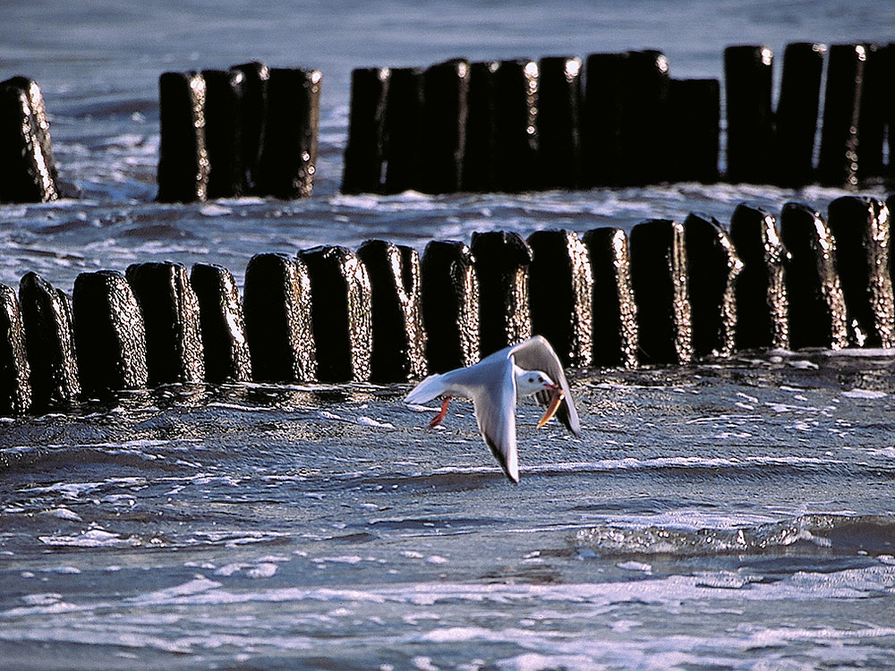 zur Übersicht Möwen 5
