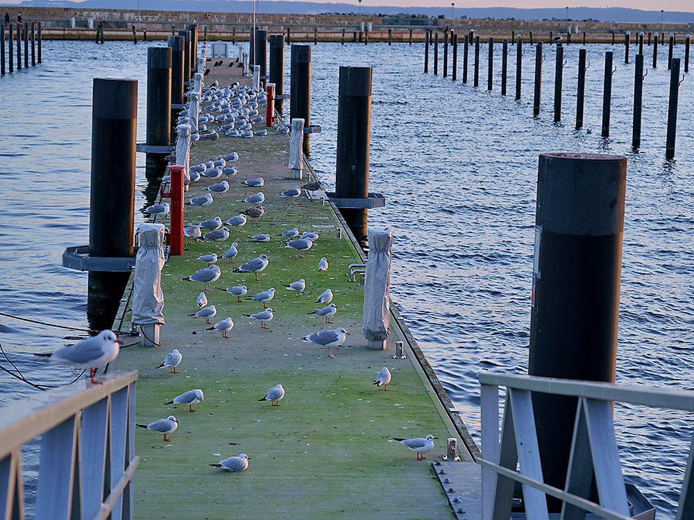 zur Übersicht Möwen 5