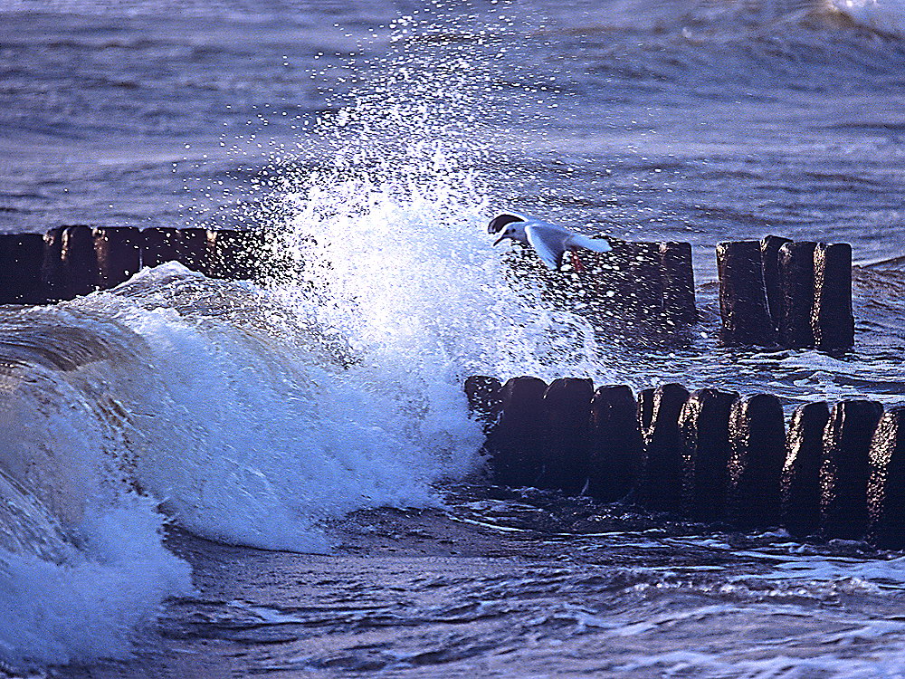 zur Übersicht Möwen 5