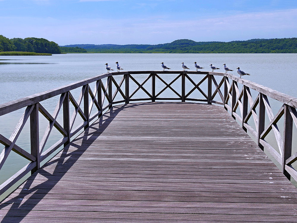 zur Übersicht Möwen 5