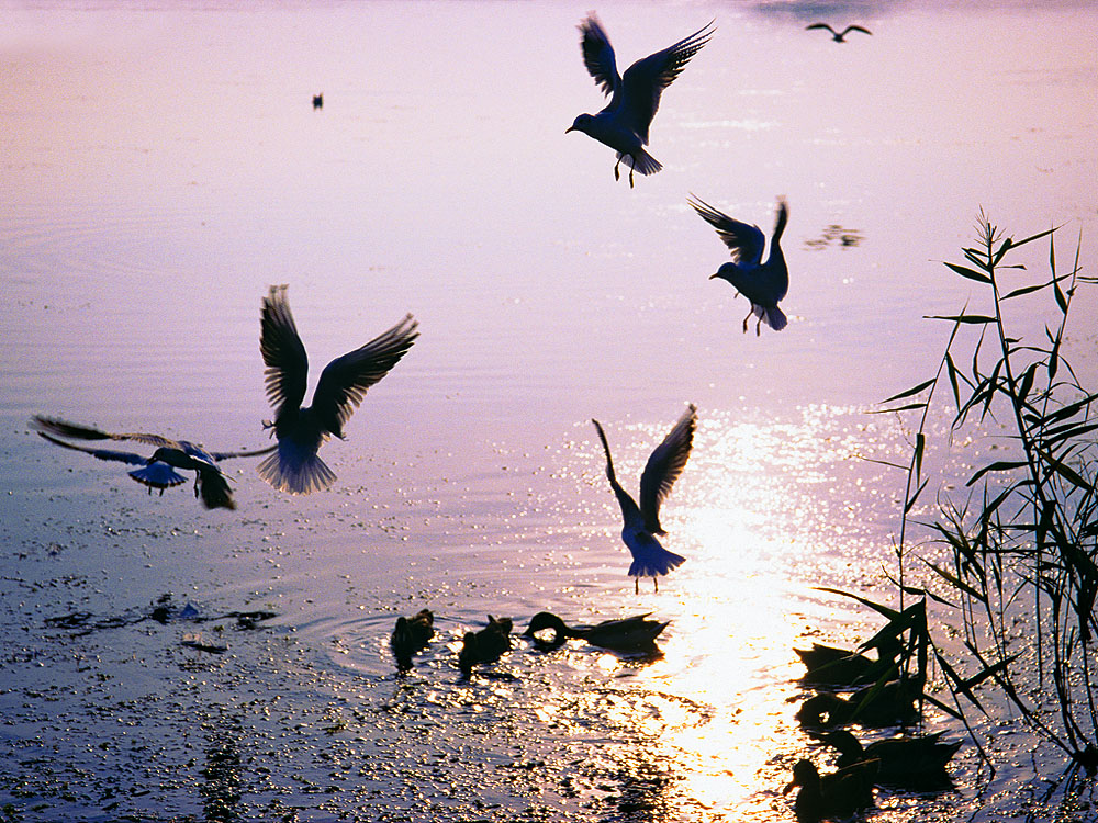 zur Übersicht Möwen 5