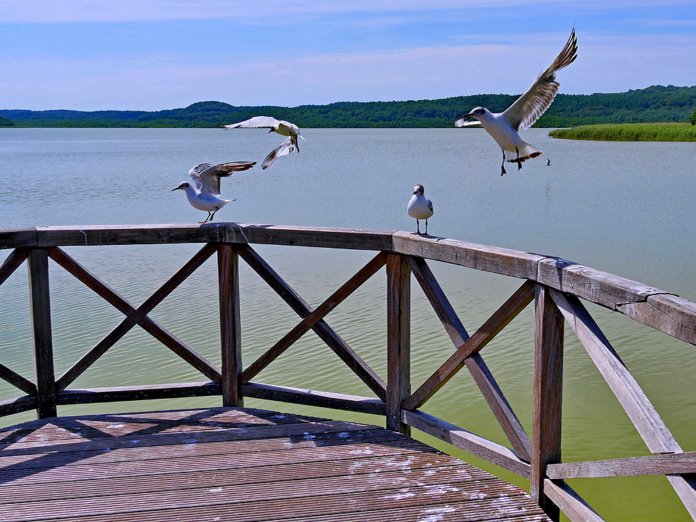 zur Übersicht Möwen 5