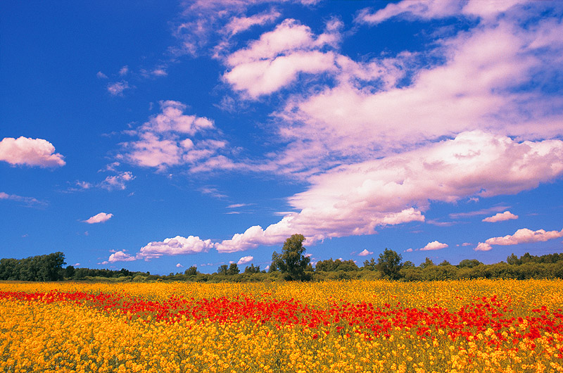 zur Übersicht Muttland 1