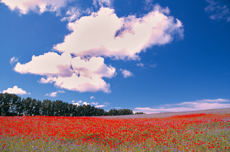zur Übersicht Muttland 1