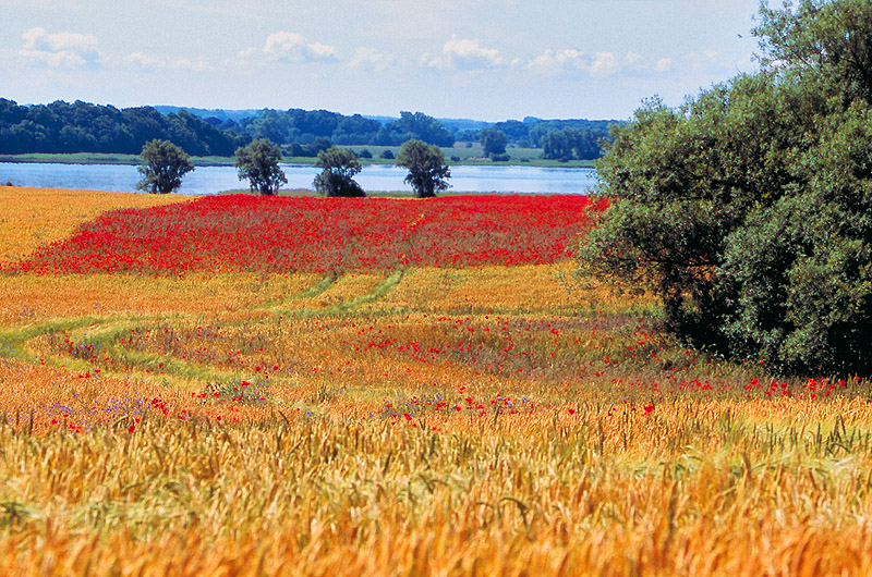 zur Übersicht Muttland 4