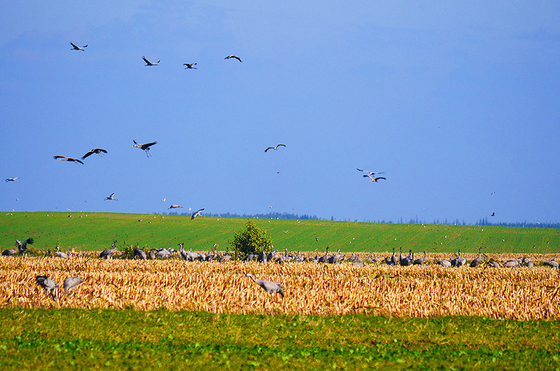 zur Übersicht Muttland 5